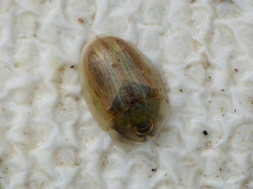 Cassida nobilis